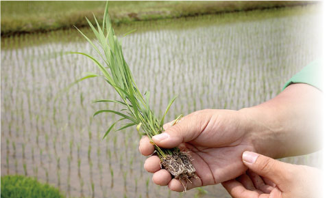 ���Y�āu�ᕗ�v�B��Ă͐S���̑傫�����̂��ǂ��Ƃ����B�ʐ^�́A���łɎ��̎d���݂̂��߂ɐ��Ă��ꂽ���́B���P�i�큁�P�O�N�I